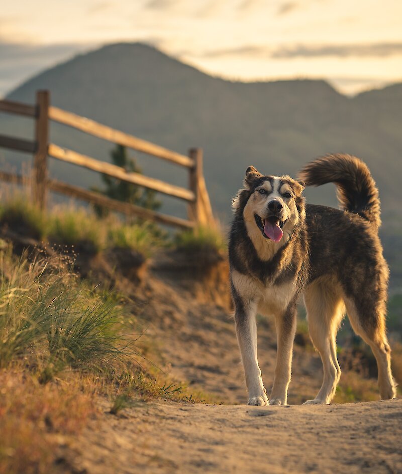Dog walking along Peterson Creek trail in Kamloops, BC.