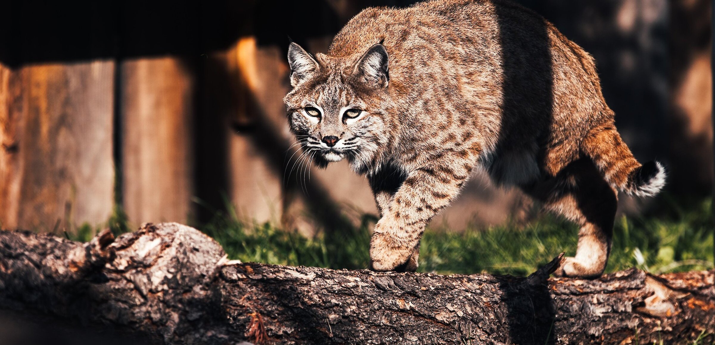 Bobcat at the BC Wildlife Park