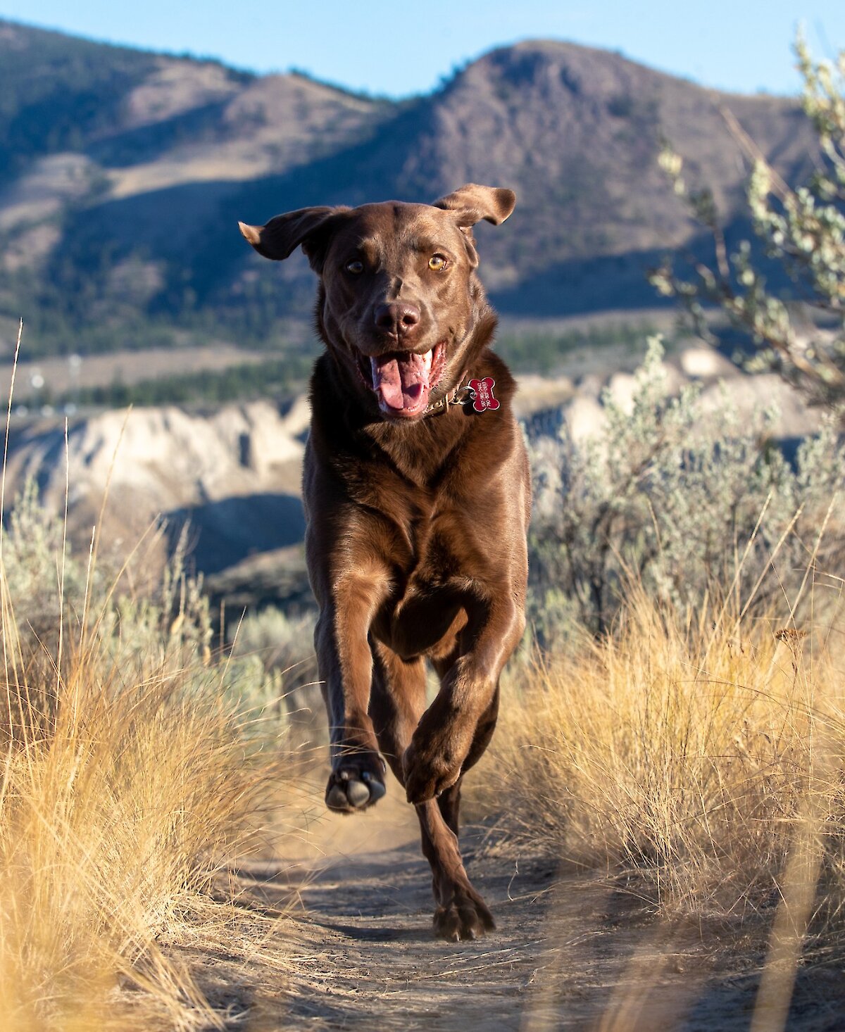 Dog running down a trail in Dallas-Barnhartvale Nature Park