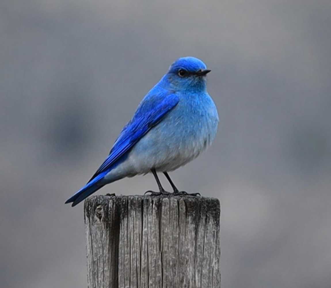 Blue Bird