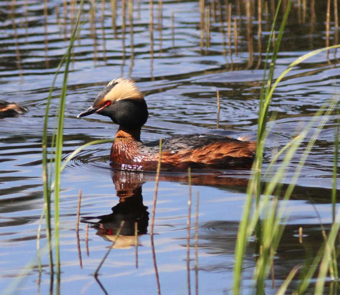 Horned Grebe in Kamloops