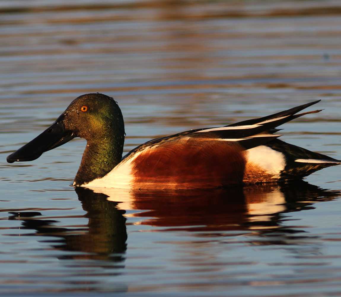 Northern Shoveler in Kamloops, BC