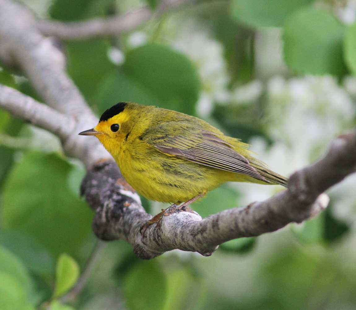 Wilson's Warbler in the trees