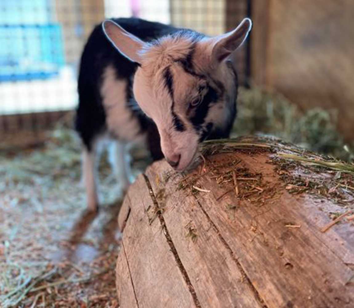 A pygmy goat at the BC Wildlife Park