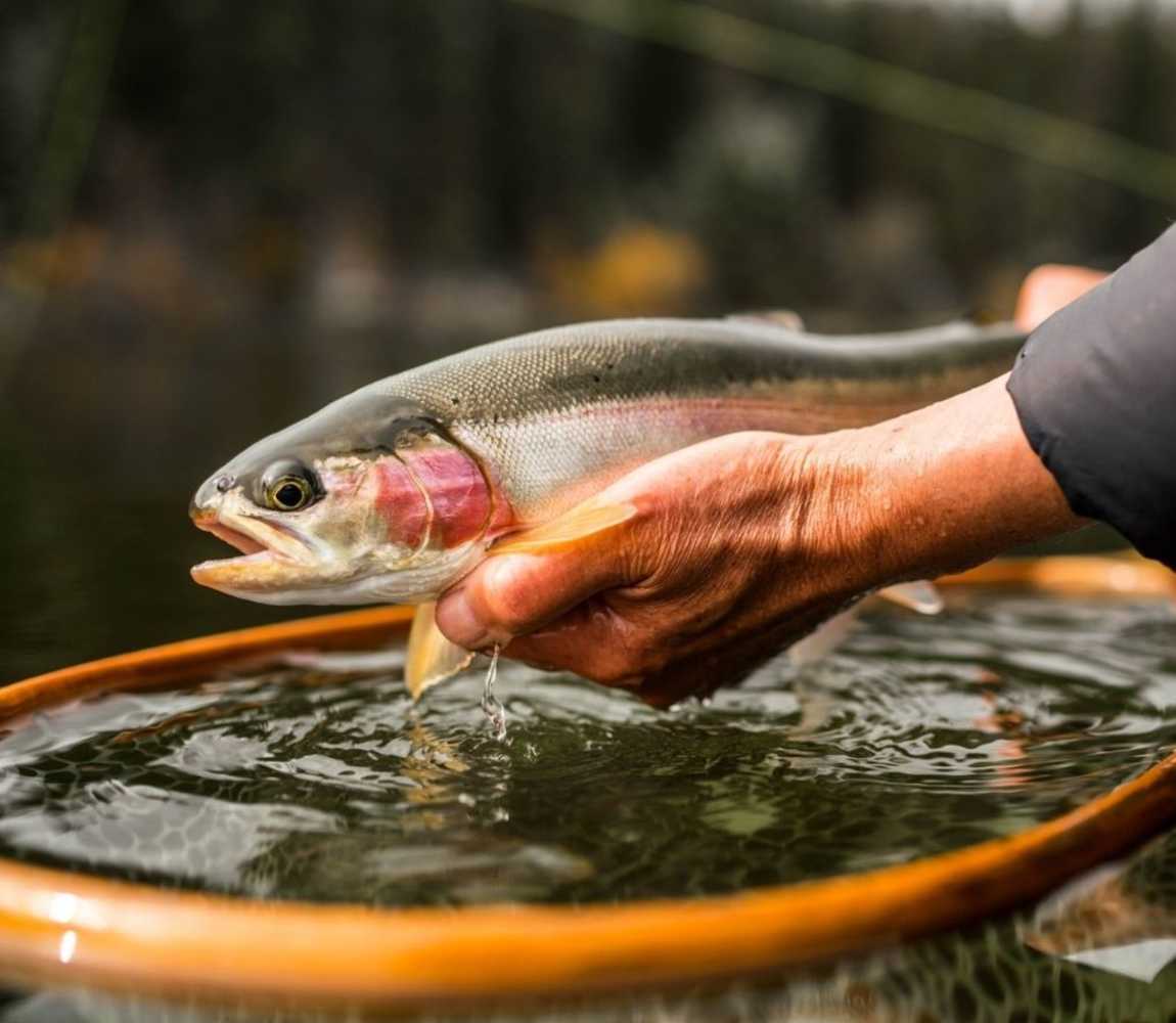 Fishing Fish