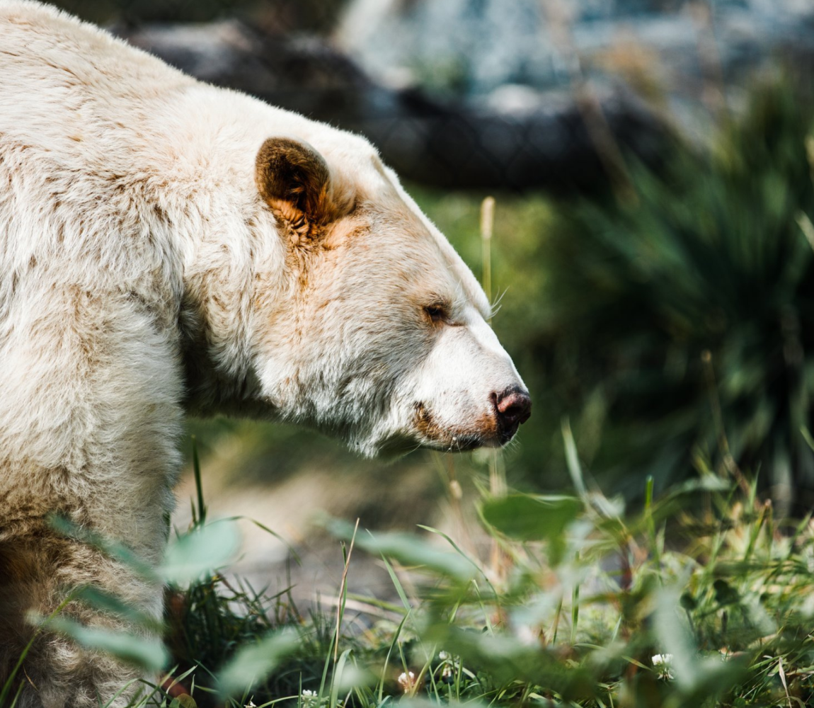 Clover the Kermode Bear in his habitat at the BC Wildlife Park in Kamloops BC.