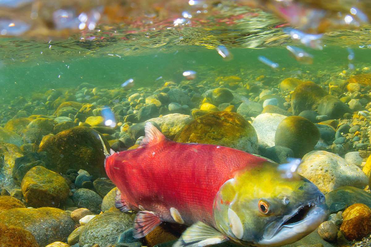 Salmon Run