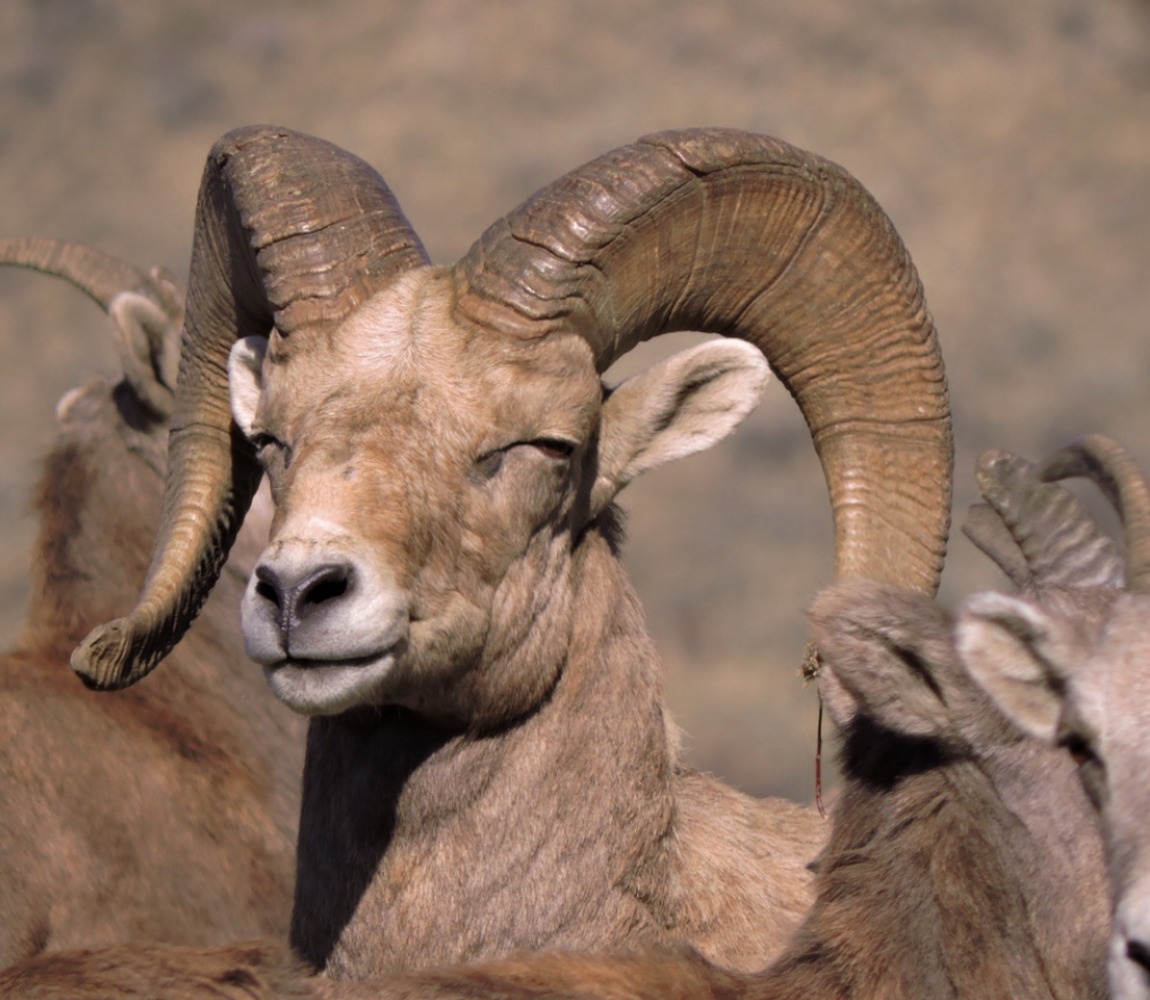 Bighorn Sheep in Kamloops, BC