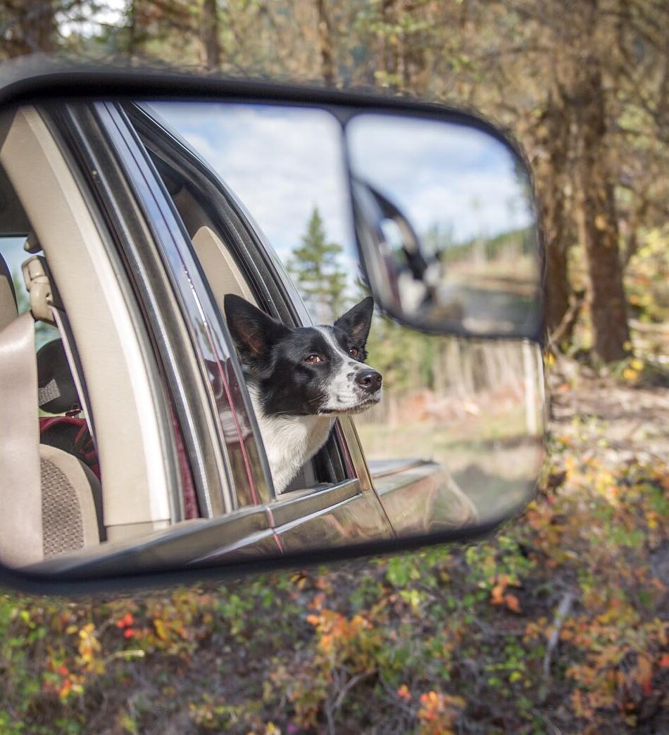 Dog with his head out of a car window on a roadtrip to Kamloops BC.