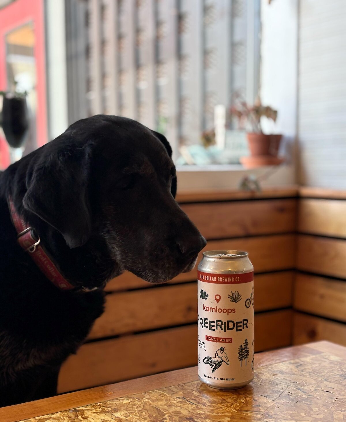 Georgia, a black Labrador Retriever wearing a red collar, posing next to a can of the FreeRider Lager at Red Collar Brewing in downtown Kamloops, BC.