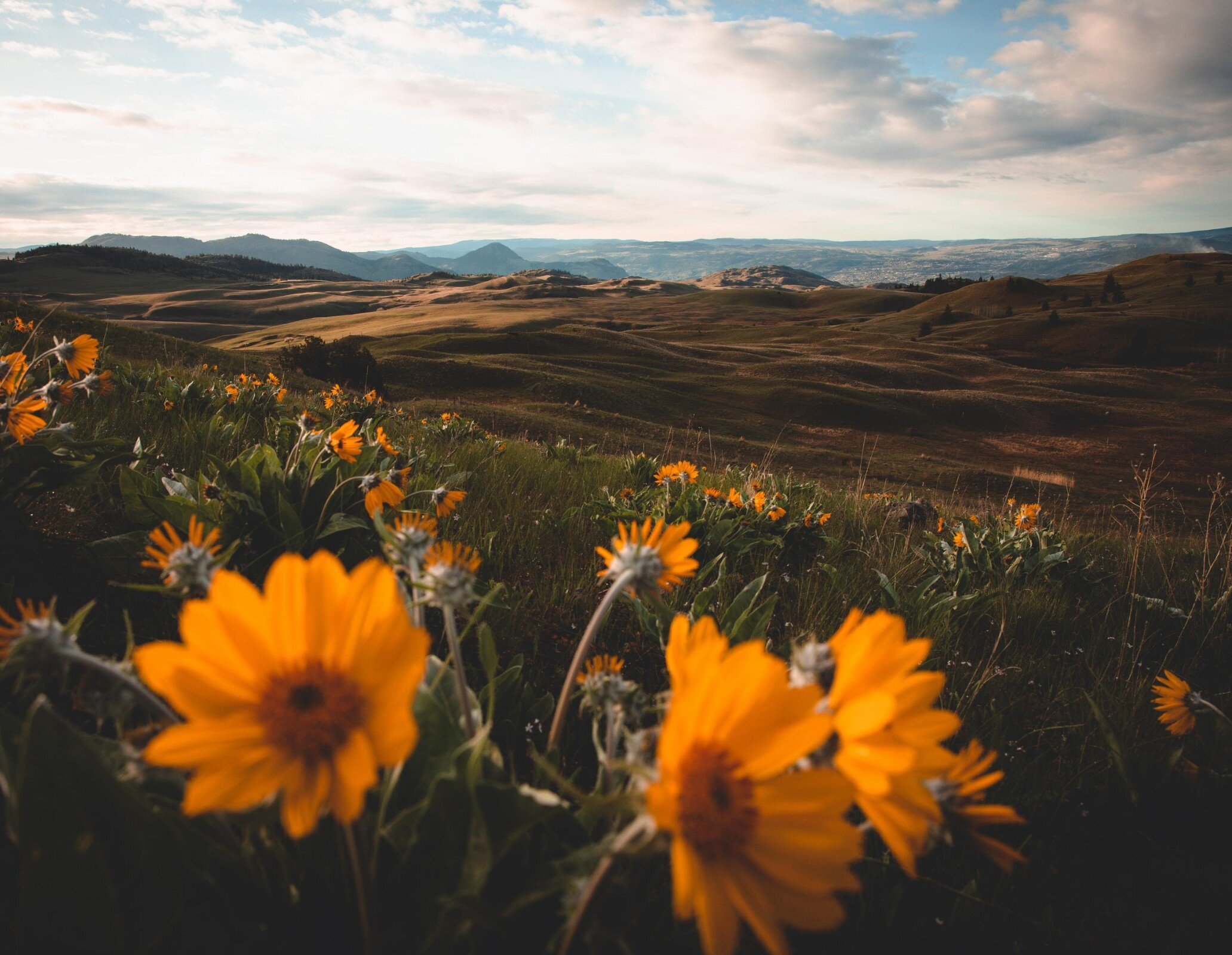 Arrowleaf Balsamroot flowers in Lac du Bois Grasslands