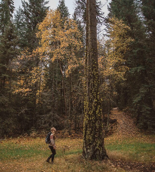 A hiker looks up at the fall leaves on a large tree in the forest.