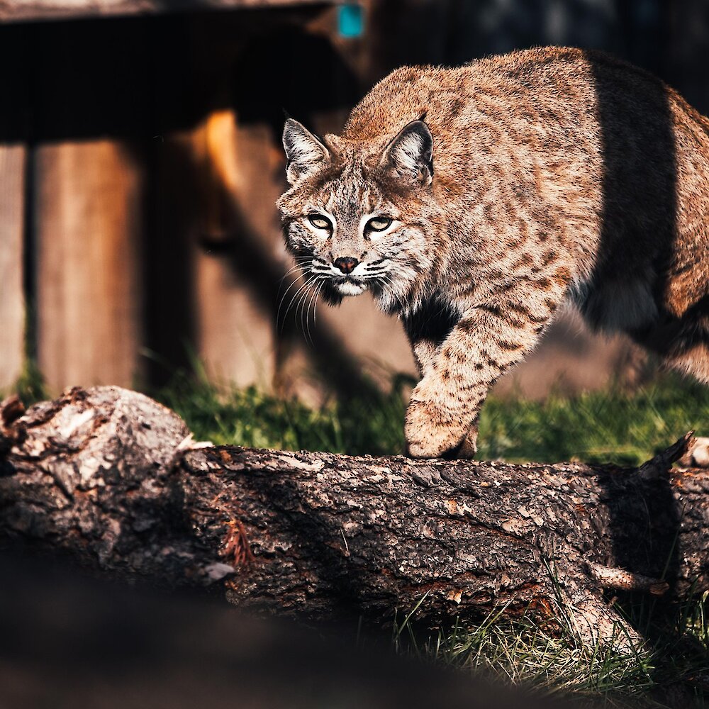 A park Wildlife Educator holding a Burrowing Owl with glowing Christmas Lights in the background at the BC Wildlife Park in Kamloops.