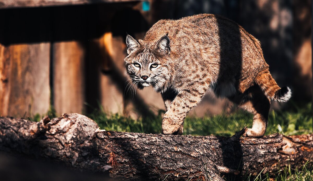 A park Wildlife Educator holding a Burrowing Owl with glowing Christmas Lights in the background at the BC Wildlife Park in Kamloops.