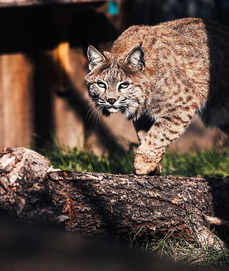 A park Wildlife Educator holding a Burrowing Owl with glowing Christmas Lights in the background at the BC Wildlife Park in Kamloops.