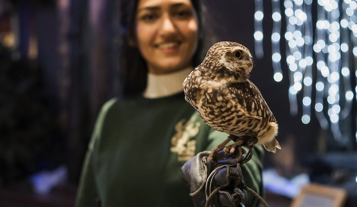A park Wildlife Educator holding a Burrowing Owl with glowing Christmas Lights in the background at the BC Wildlife Park in Kamloops.