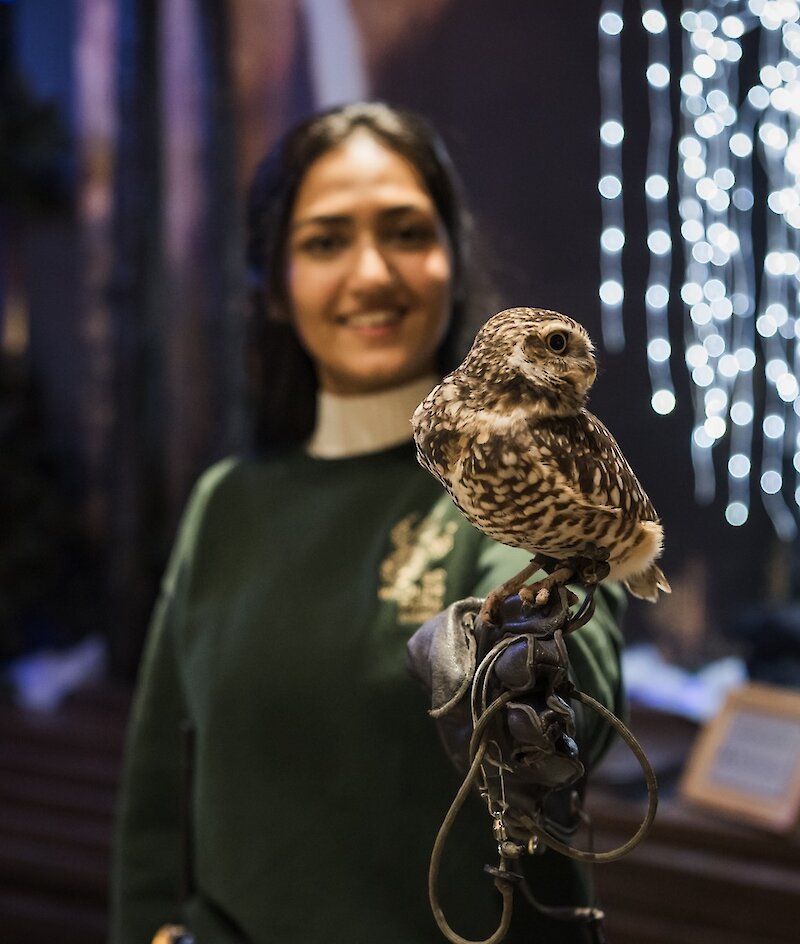A park Wildlife Educator holding a Burrowing Owl with glowing Christmas Lights in the background at the BC Wildlife Park in Kamloops.