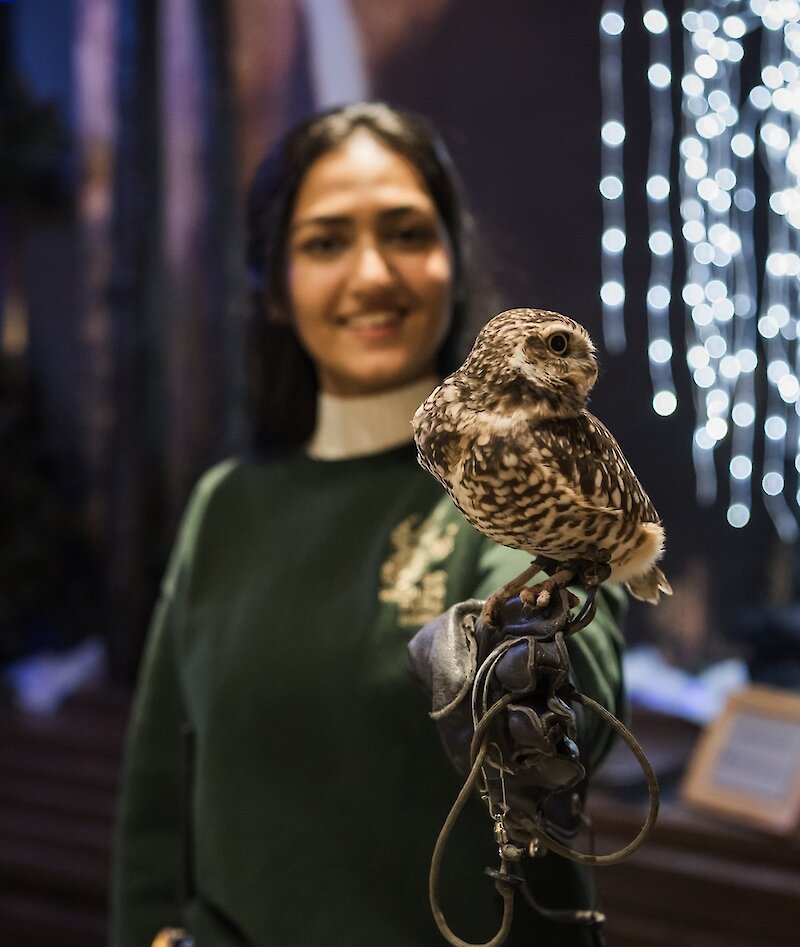 A park Wildlife Educator holding a Burrowing Owl with glowing Christmas Lights in the background at the BC Wildlife Park in Kamloops.