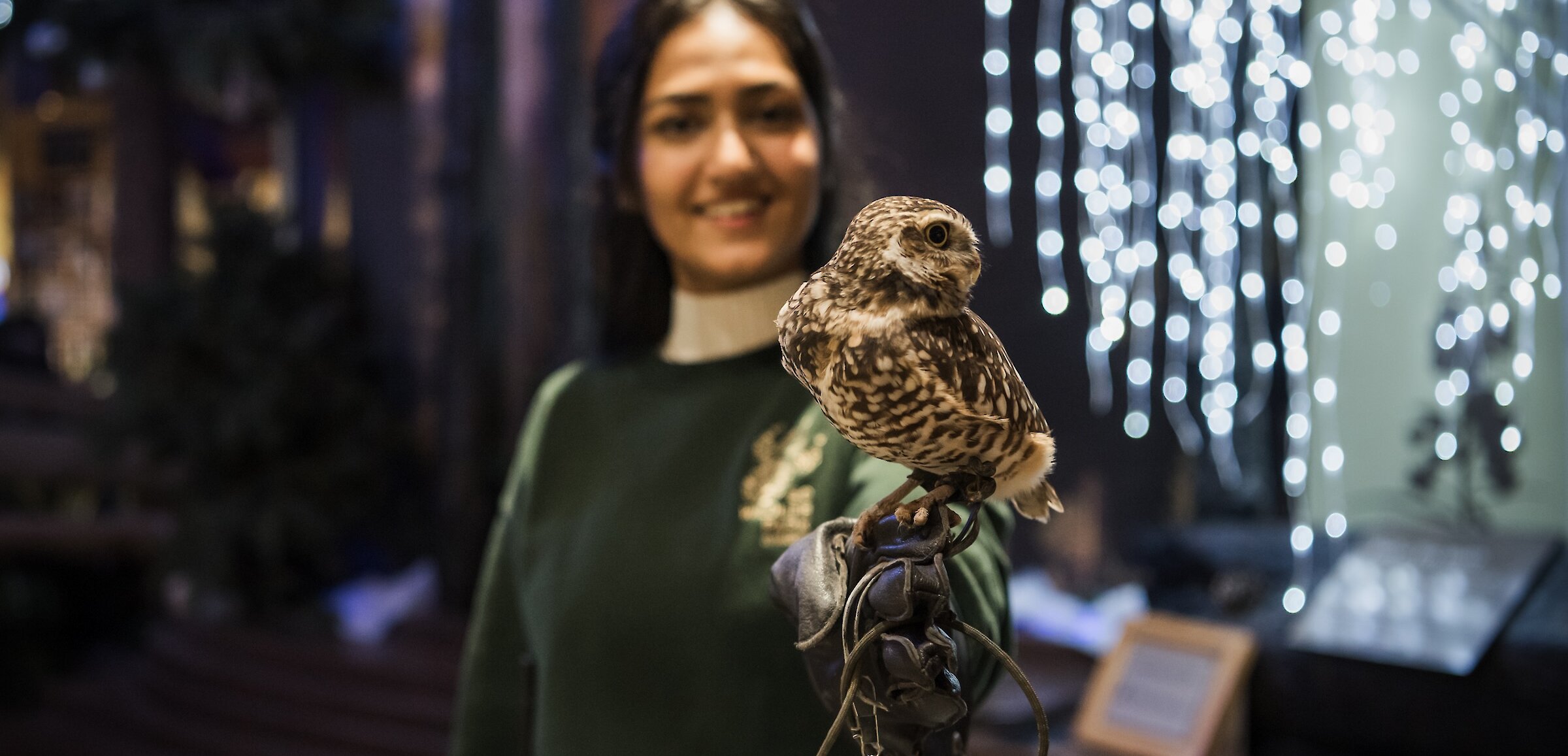 A park Wildlife Educator holding a Burrowing Owl with glowing Christmas Lights in the background at the BC Wildlife Park in Kamloops.