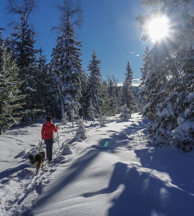 A woman walking her dog along a snowy trail with the sun shining through the snow-covered trees in Kamloops, BC.