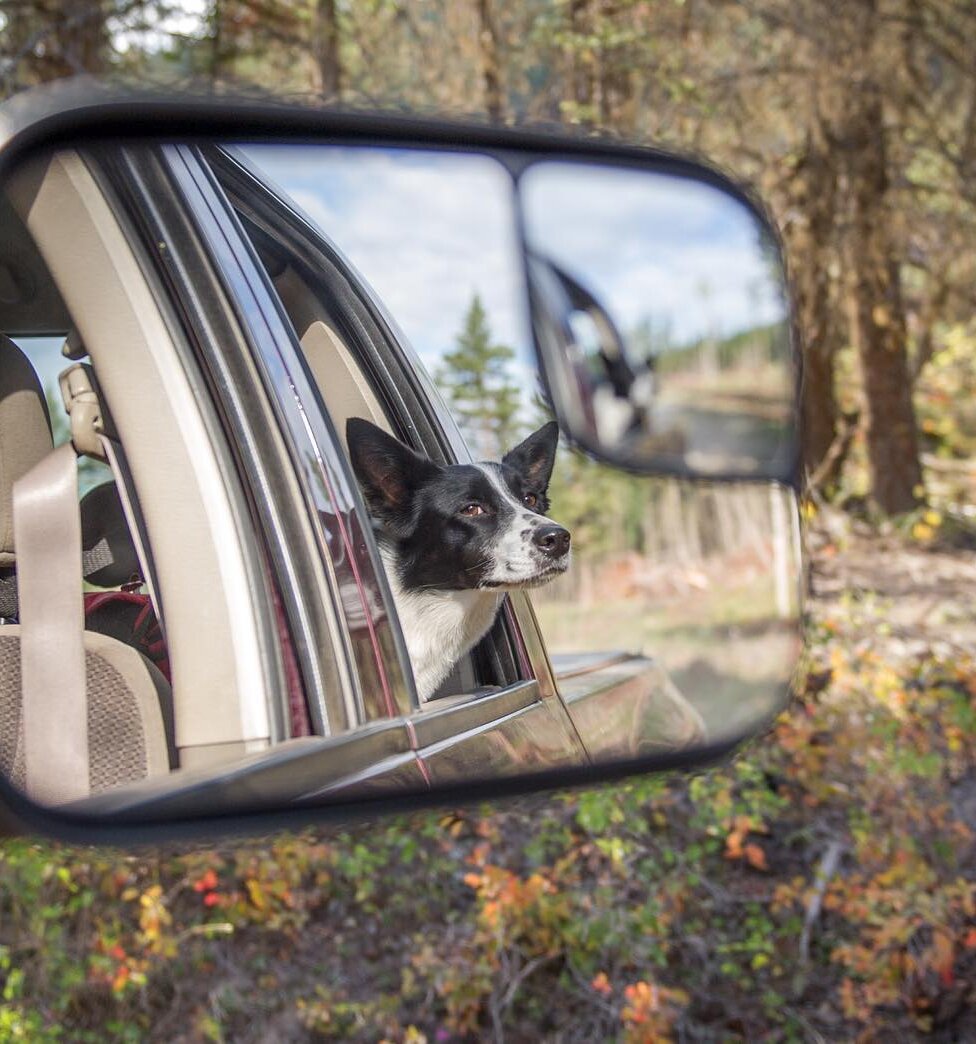 A dog's reflection in a car mirror.