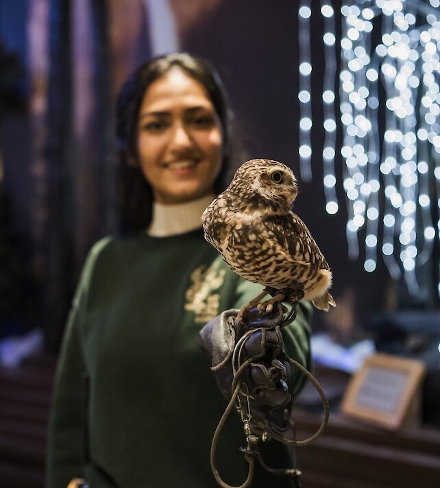 A park Wildlife Educator holding a Burrowing Owl with glowing Christmas Lights in the background at the BC Wildlife Park in Kamloops.