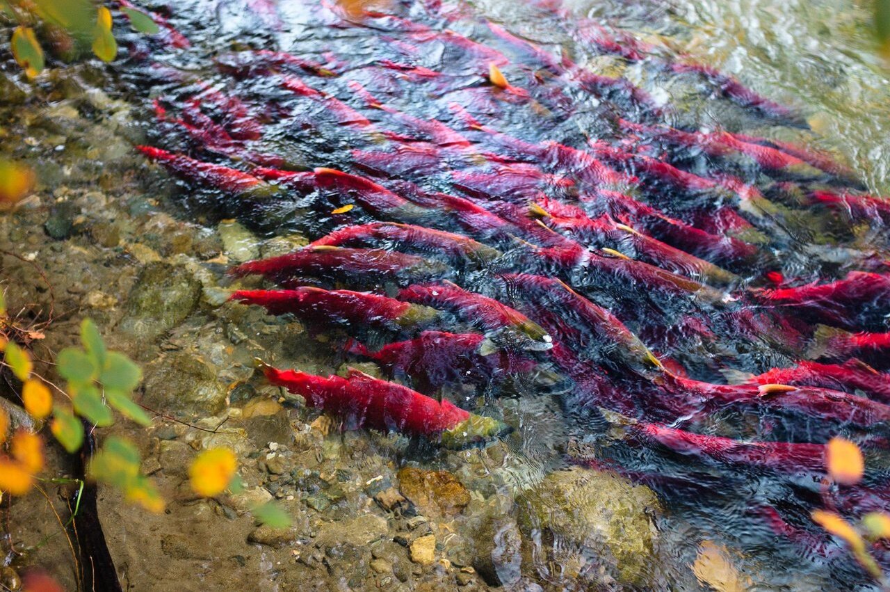 Adams River Salmon Run At Tsútswecw Provincial Park